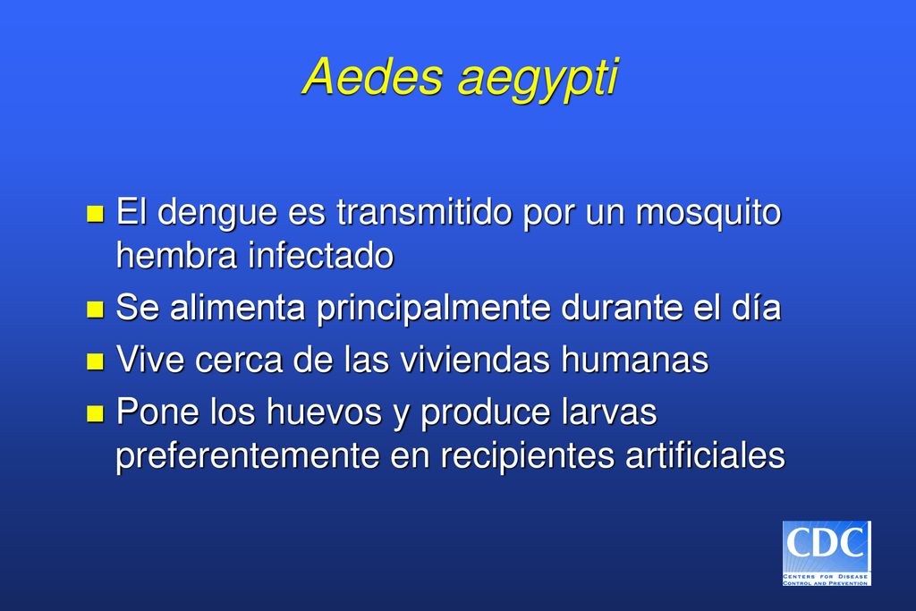 Aedes aegypti El dengue es transmitido por un mosquito hembra infectado. Se alimenta principalmente durante el día.