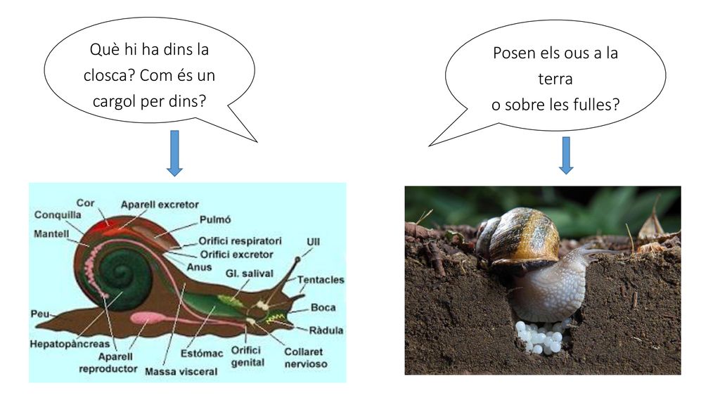 Què hi ha dins la closca Com és un cargol per dins
