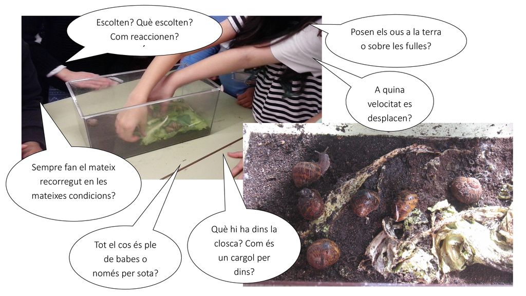 Escolten Què escolten Com reaccionen ´ Posen els ous a la terra