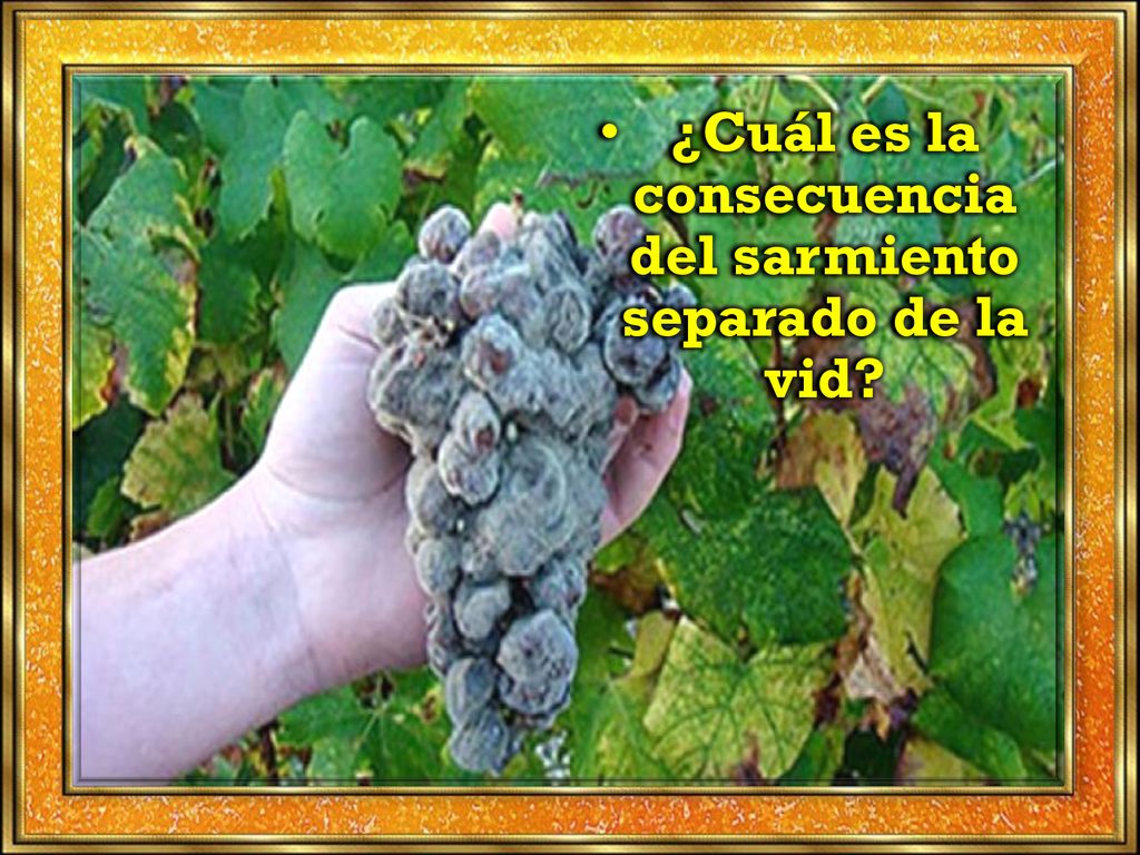 ¿Cuál es la consecuencia del sarmiento separado de la vid