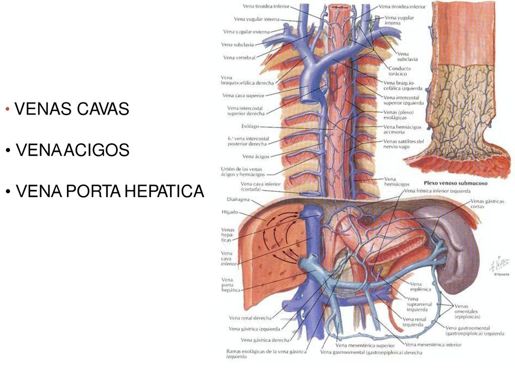 • VENAS CAVAS • VENA ACIGOS • VENA PORTA HEPATICA