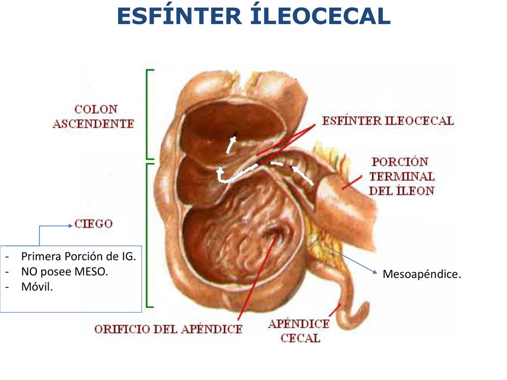 ESFÍNTER ÍLEOCECAL Primera Porción de IG. NO posee MESO. Móvil.