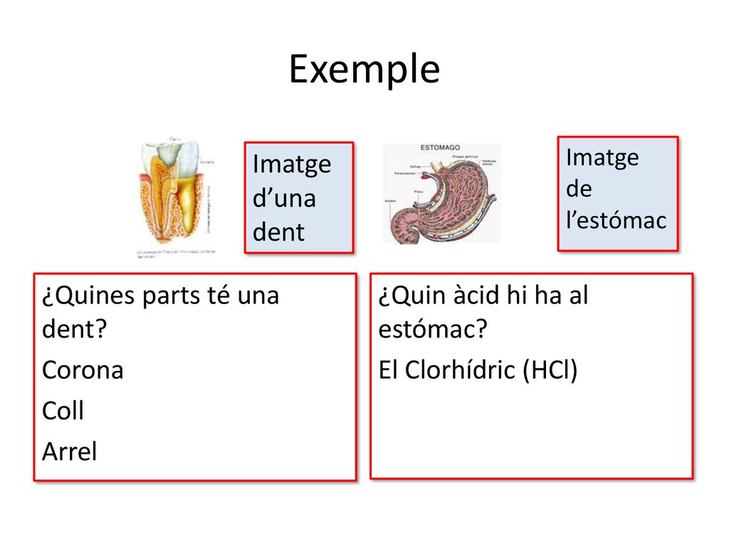 Exemple Imatge d’una dent ¿Quines parts té una dent Corona Coll Arrel