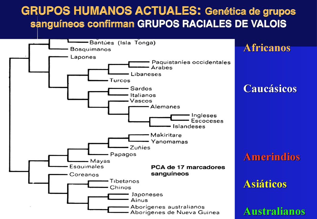GRUPOS HUMANOS ACTUALES: Genética de grupos sanguíneos confirman GRUPOS RACIALES DE VALOIS