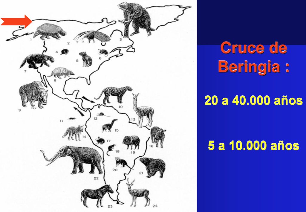 Cruce de Beringia : 20 a años 5 a años