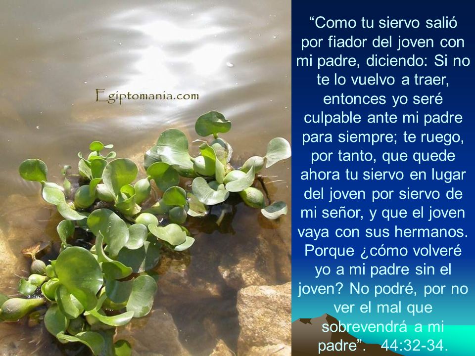 Como tu siervo salió por fiador del joven con mi padre, diciendo: Si no te lo vuelvo a traer, entonces yo seré culpable ante mi padre para siempre; te ruego, por tanto, que quede ahora tu siervo en lugar del joven por siervo de mi señor, y que el joven vaya con sus hermanos.