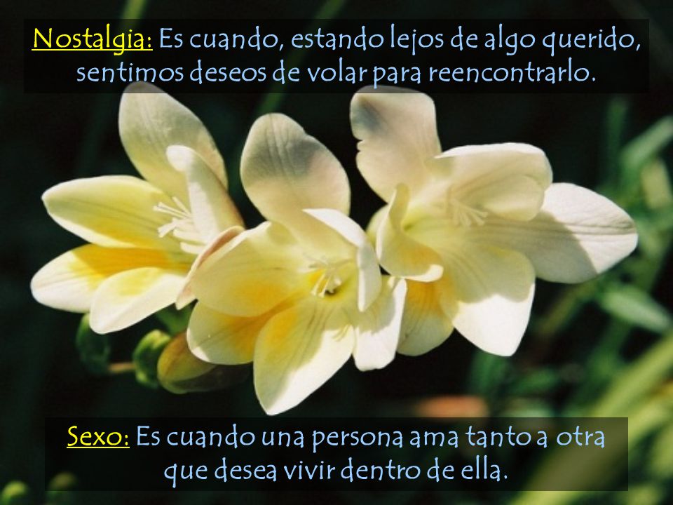 Nostalgia: Es cuando, estando lejos de algo querido, sentimos deseos de volar para reencontrarlo.