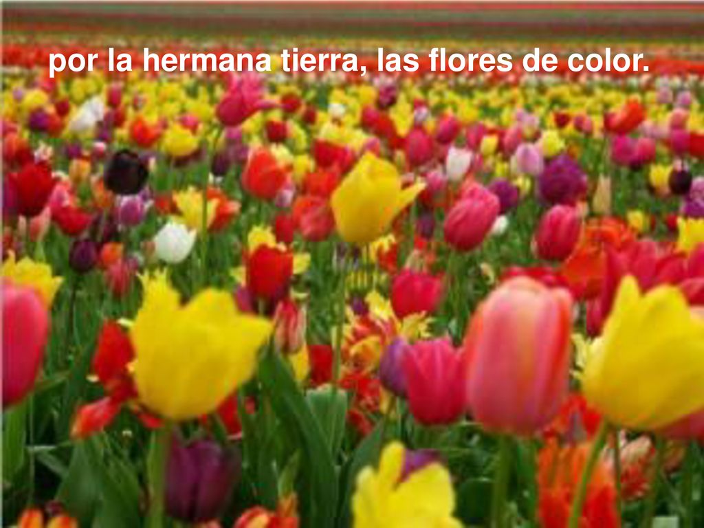 por la hermana tierra, las flores de color.