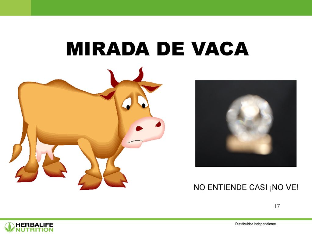 MIRADA DE VACA NO ENTIENDE CASI ¡NO VE! Distribuidor Independiente