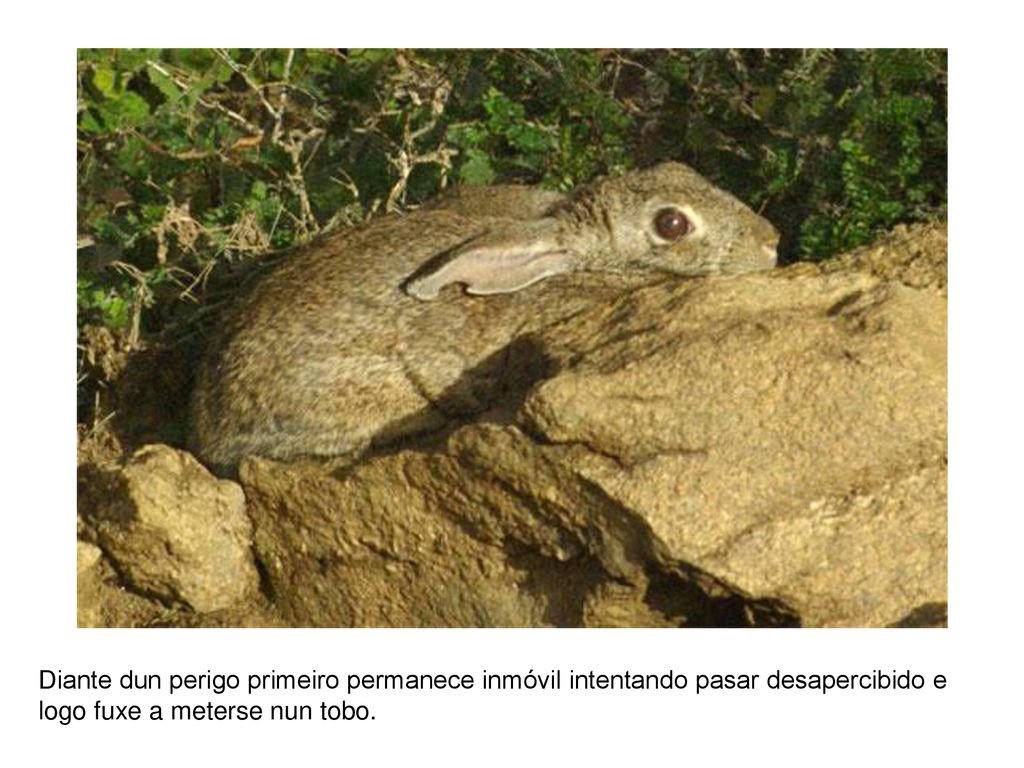 Diante dun perigo primeiro permanece inmóvil intentando pasar desapercibido e logo fuxe a meterse nun tobo.