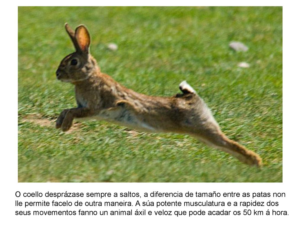 O coello desprázase sempre a saltos, a diferencia de tamaño entre as patas non lle permite facelo de outra maneira.