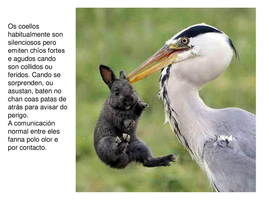 Os coellos habitualmente son silenciosos pero emiten chíos fortes e agudos cando son collidos ou feridos. Cando se sorprenden, ou asustan, baten no chan coas patas de atrás para avisar do perigo.