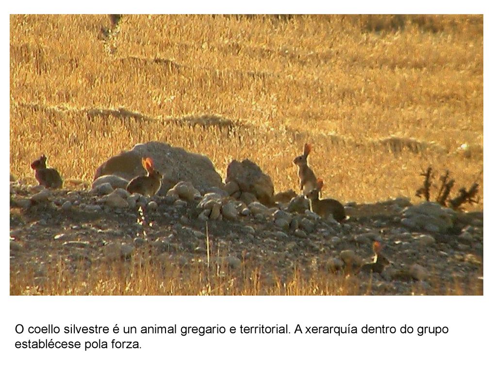 O coello silvestre é un animal gregario e territorial