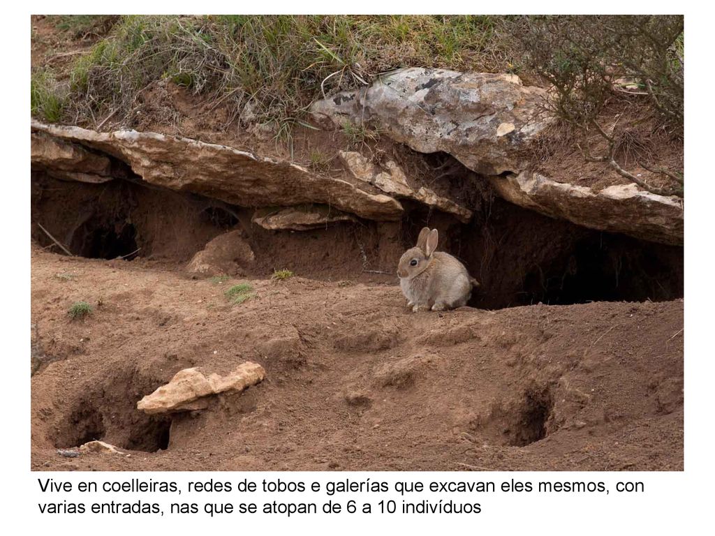 Vive en coelleiras, redes de tobos e galerías que excavan eles mesmos, con varias entradas, nas que se atopan de 6 a 10 indivíduos