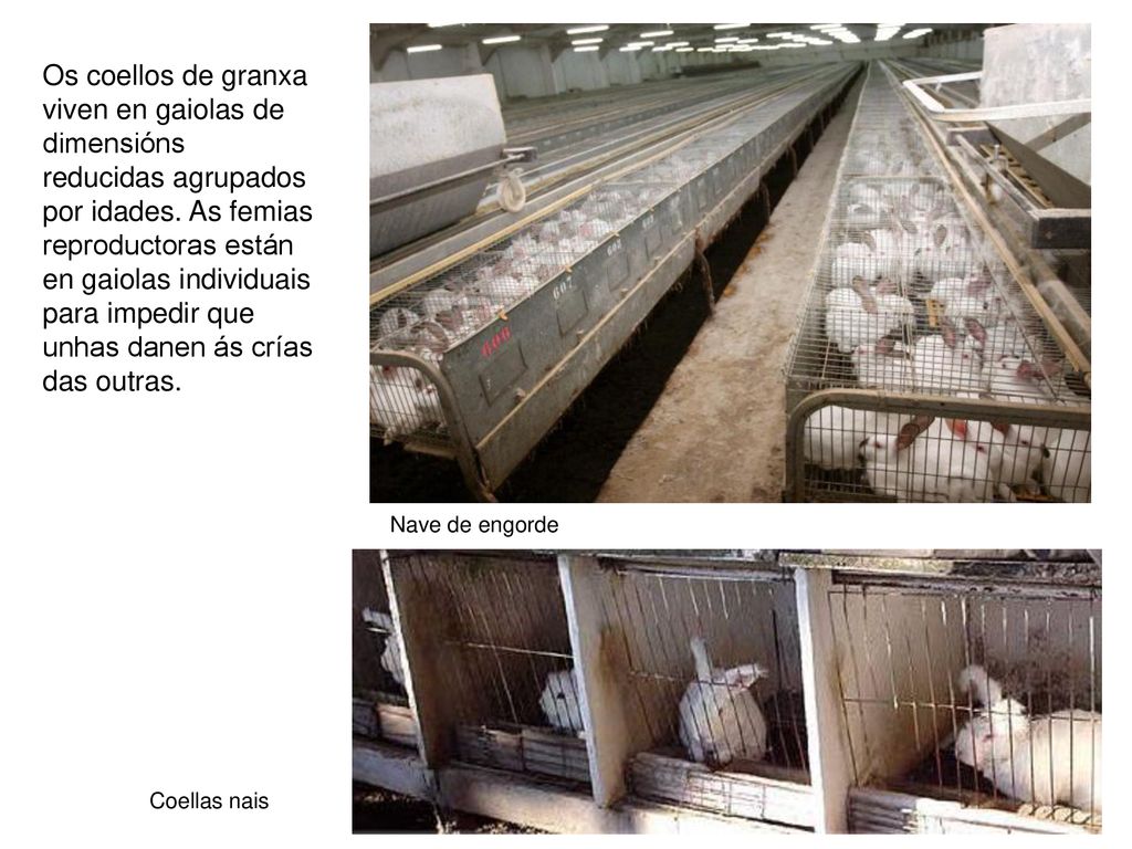Os coellos de granxa viven en gaiolas de dimensións reducidas agrupados por idades. As femias reproductoras están en gaiolas individuais para impedir que unhas danen ás crías das outras.
