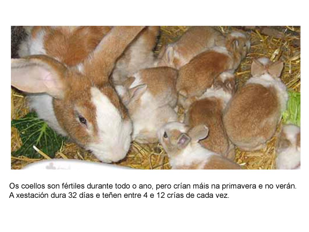 Os coellos son fértiles durante todo o ano, pero crían máis na primavera e no verán.