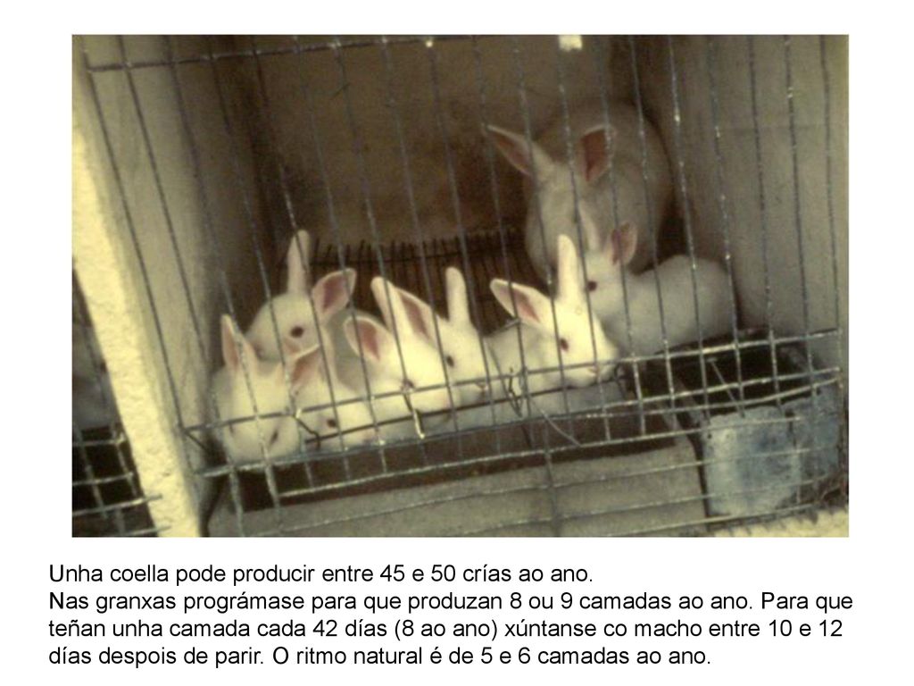 Unha coella pode producir entre 45 e 50 crías ao ano.