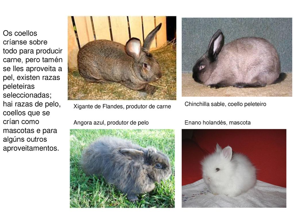 Os coellos críanse sobre todo para producir carne, pero tamén se lles aproveita a pel, existen razas peleteiras seleccionadas; hai razas de pelo, coellos que se crían como mascotas e para algúns outros aproveitamentos.