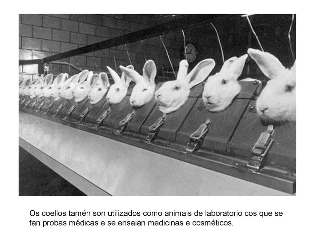 Os coellos tamén son utilizados como animais de laboratorio cos que se fan probas médicas e se ensaian medicinas e cosméticos.