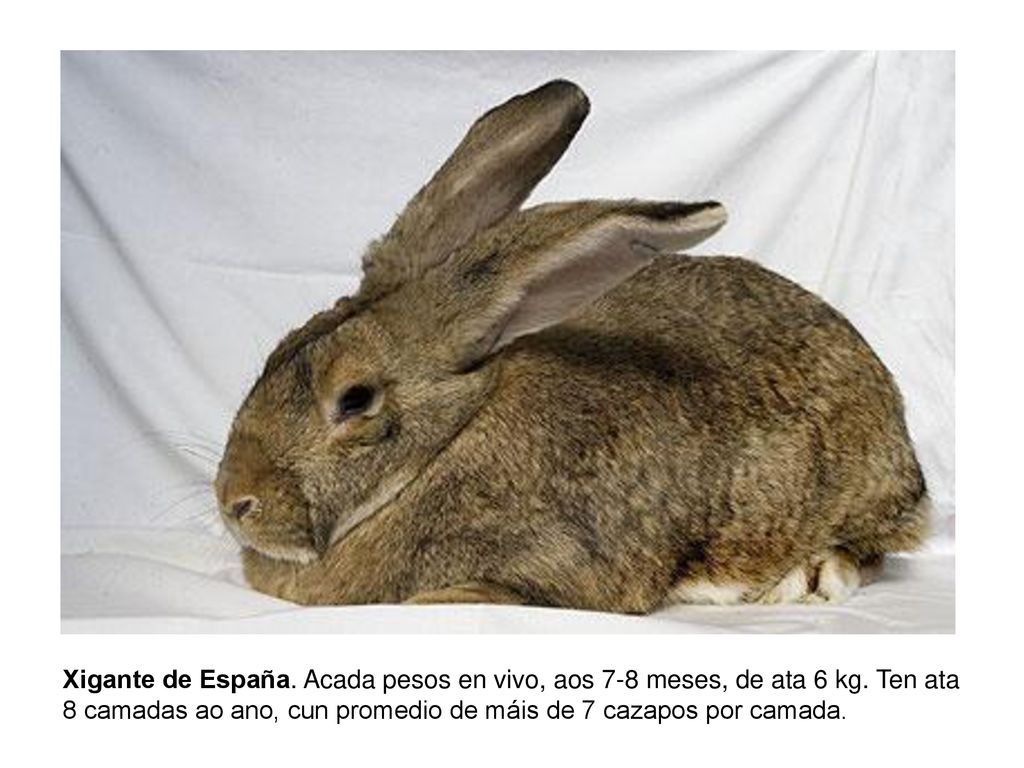 Xigante de España. Acada pesos en vivo, aos 7-8 meses, de ata 6 kg
