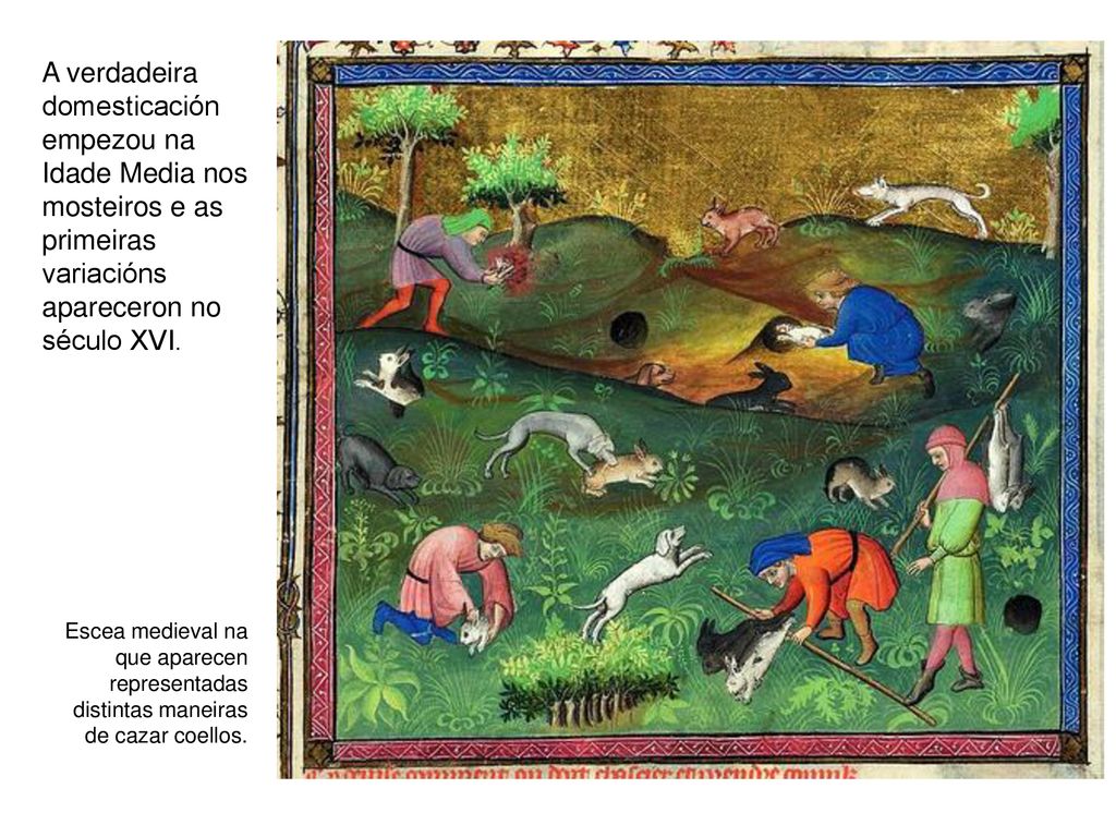 A verdadeira domesticación empezou na Idade Media nos mosteiros e as primeiras variacións apareceron no século XVI.