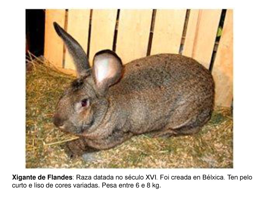 Xigante de Flandes: Raza datada no século XVI. Foi creada en Bélxica