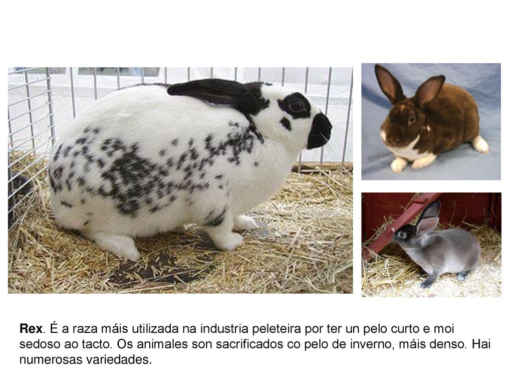 Rex. É a raza máis utilizada na industria peleteira por ter un pelo curto e moi sedoso ao tacto.