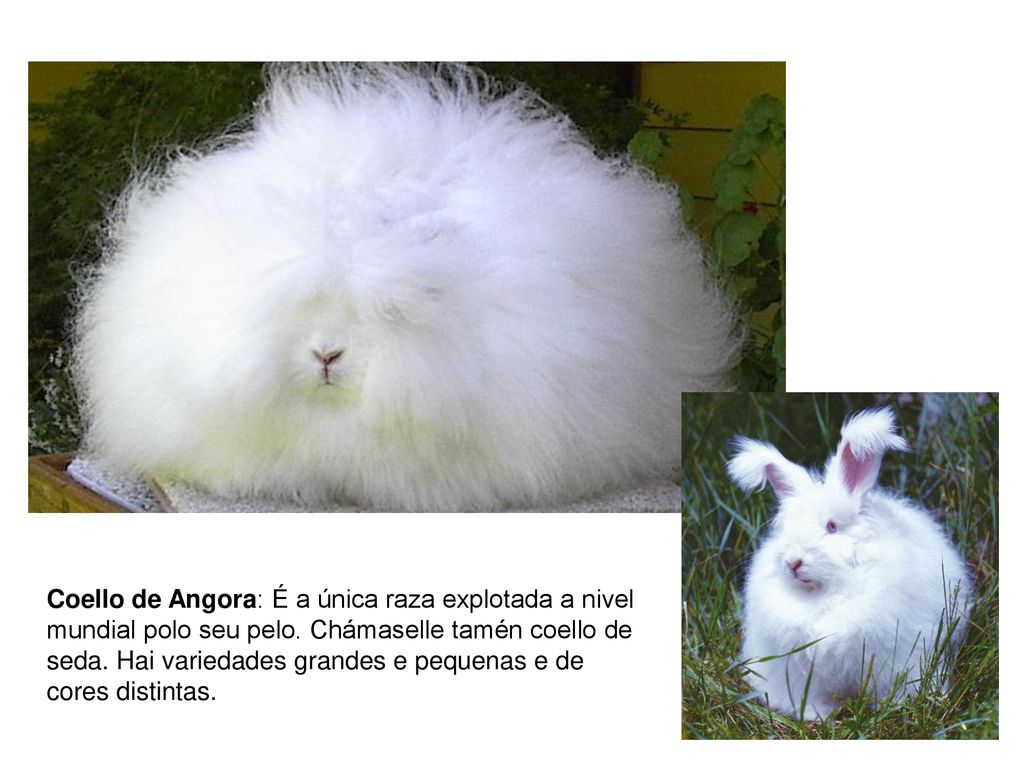 Coello de Angora: É a única raza explotada a nivel mundial polo seu pelo.