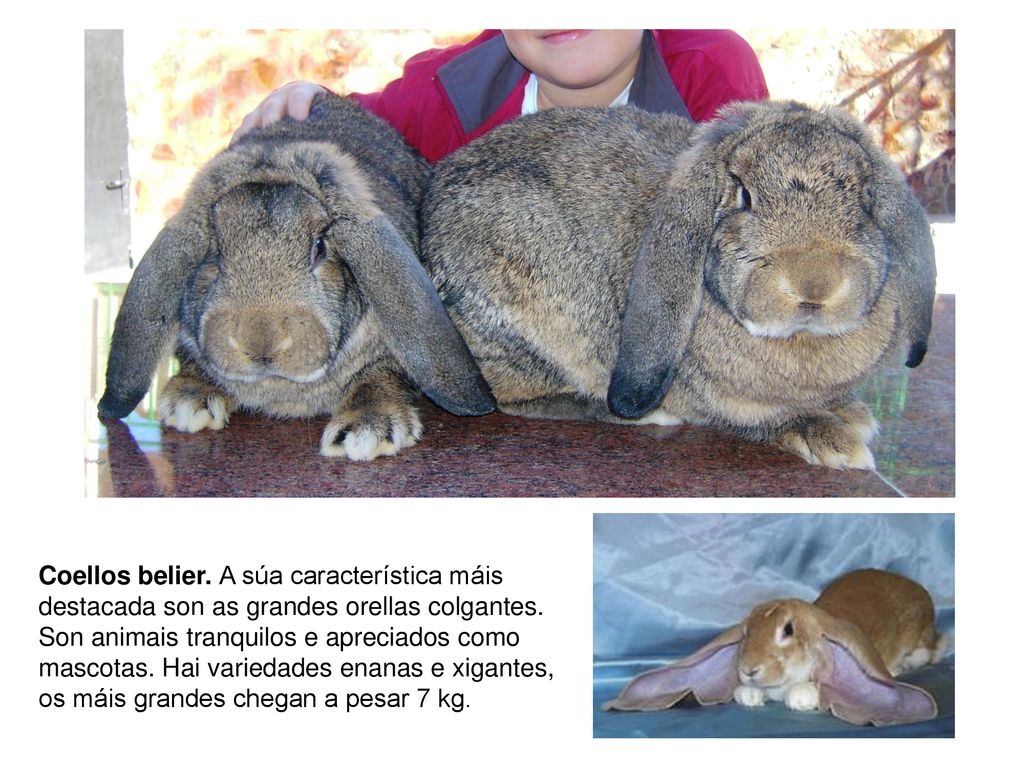 Coellos belier. A súa característica máis destacada son as grandes orellas colgantes.