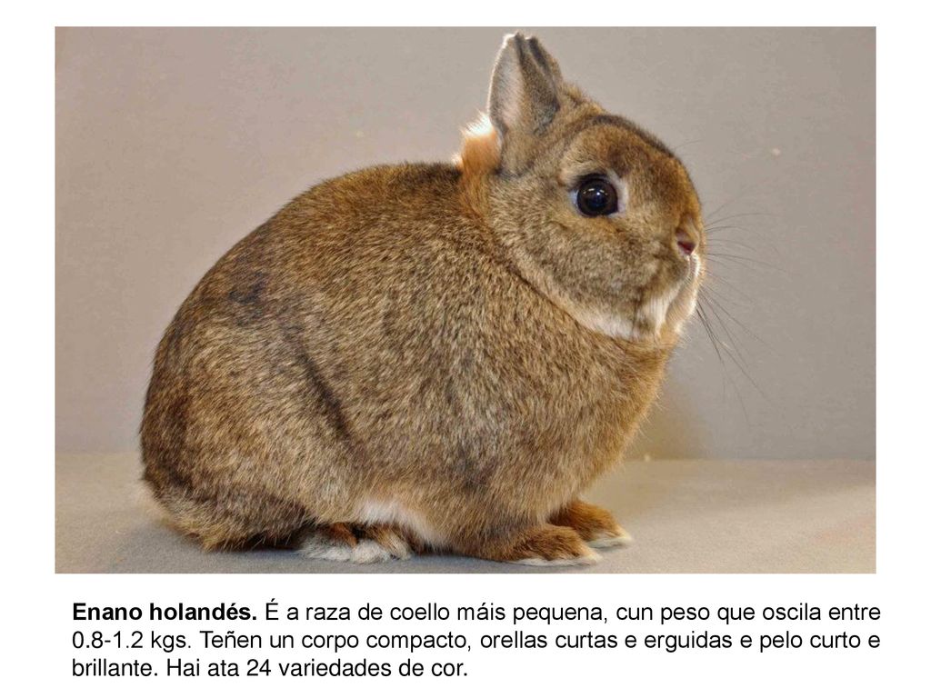 Enano holandés. É a raza de coello máis pequena, cun peso que oscila entre kgs.