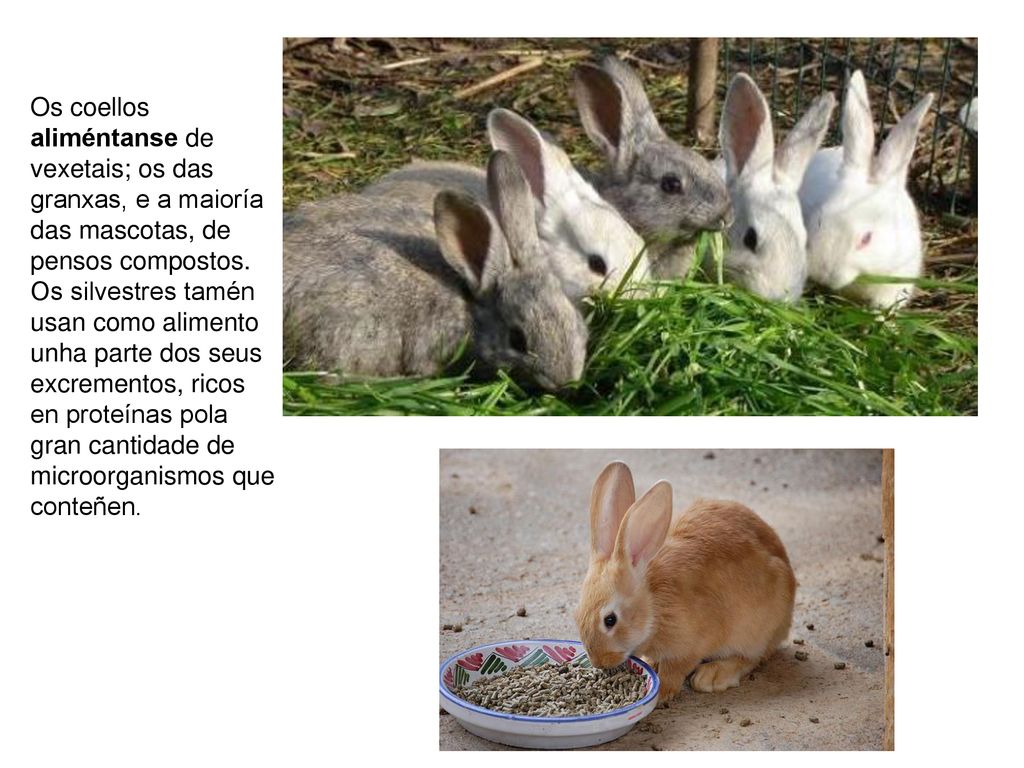 Os coellos aliméntanse de vexetais; os das granxas, e a maioría das mascotas, de pensos compostos.