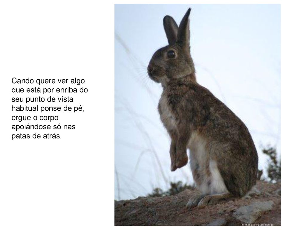 Cando quere ver algo que está por enriba do seu punto de vista habitual ponse de pé, ergue o corpo apoiándose só nas patas de atrás.