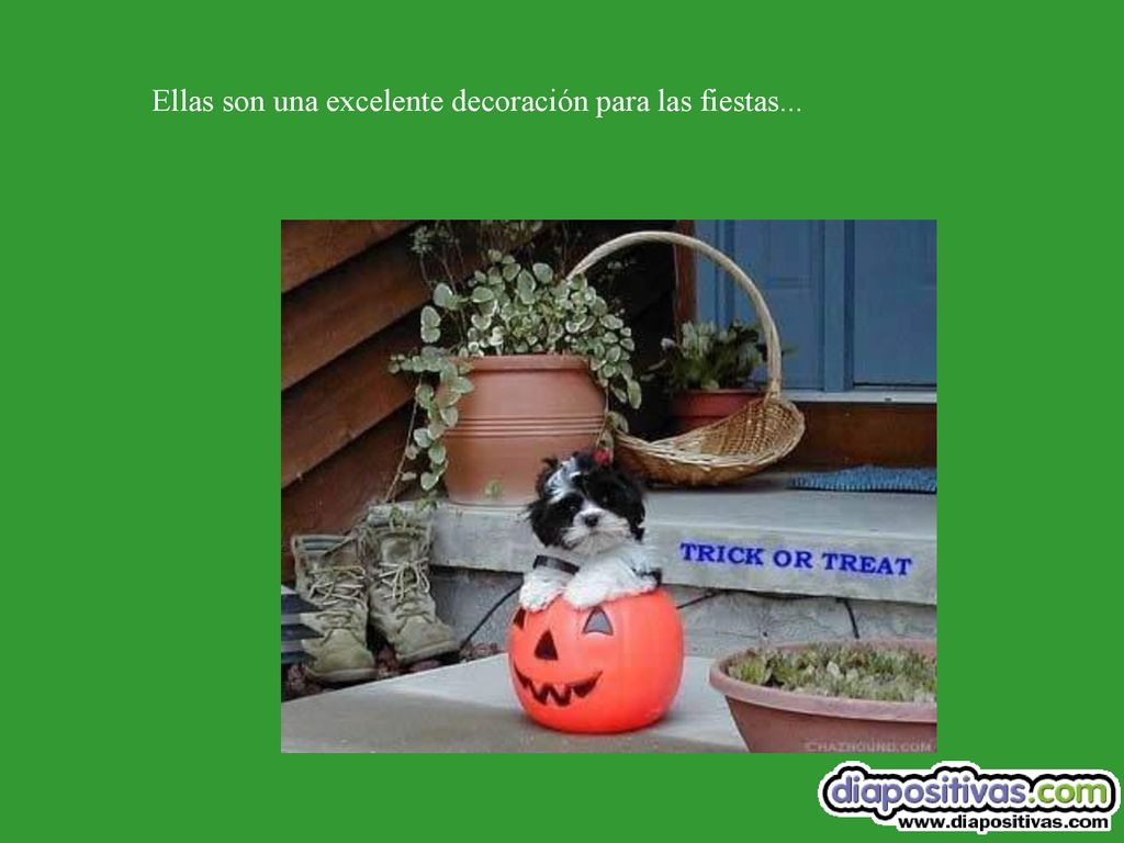 Ellas son una excelente decoración para las fiestas...