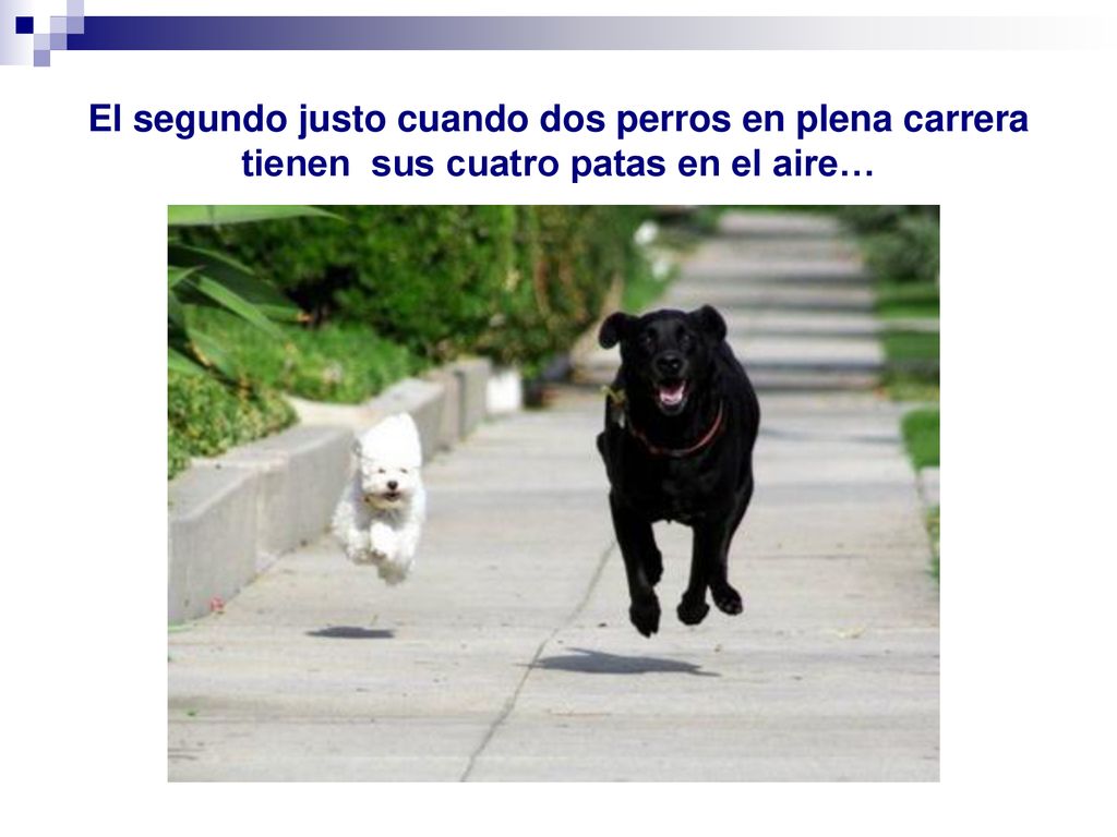 El segundo justo cuando dos perros en plena carrera tienen sus cuatro patas en el aire…
