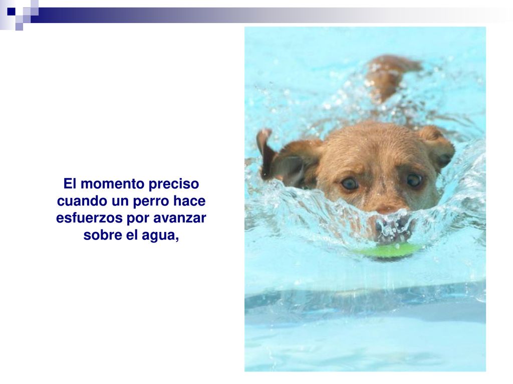 El momento preciso cuando un perro hace esfuerzos por avanzar sobre el agua,