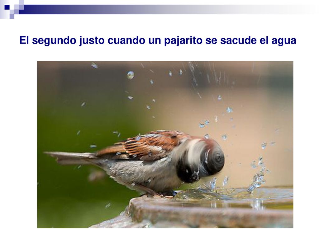 El segundo justo cuando un pajarito se sacude el agua