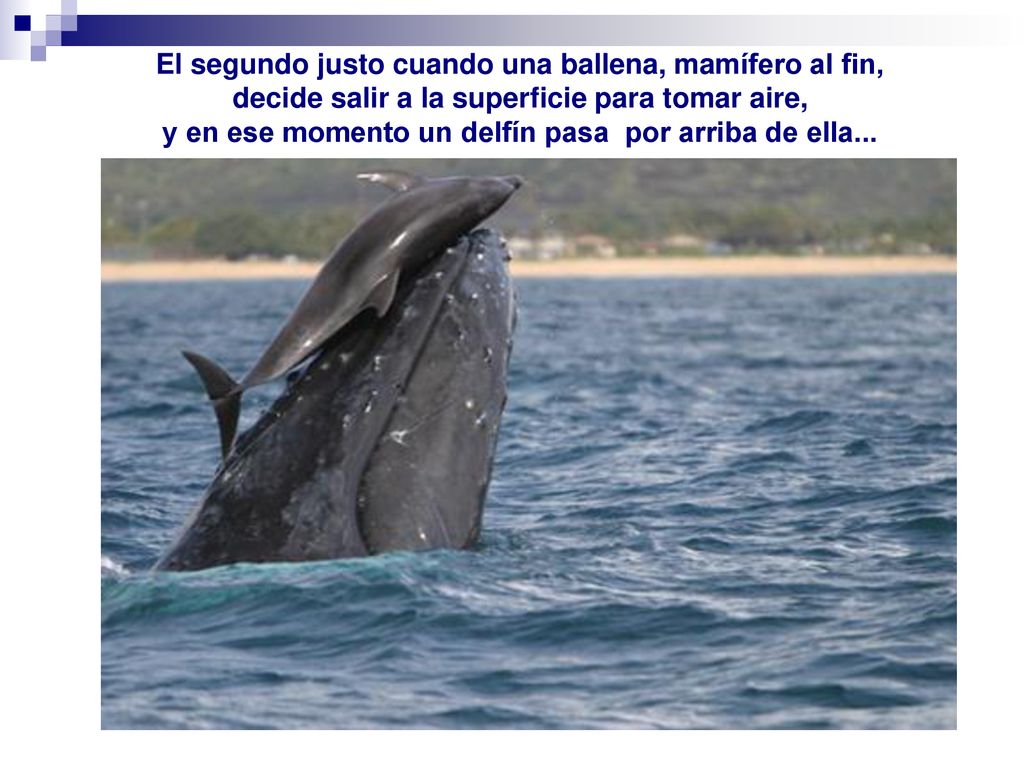 El segundo justo cuando una ballena, mamífero al fin, decide salir a la superficie para tomar aire, y en ese momento un delfín pasa por arriba de ella...
