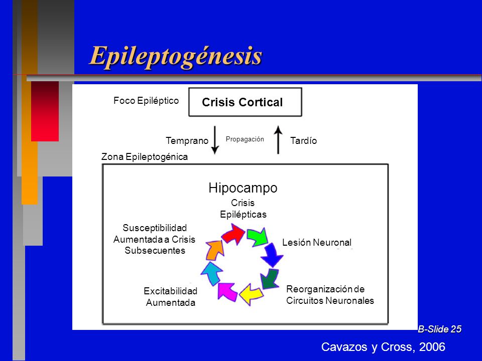 Epileptogénesis Hipocampo Crisis Cortical Cavazos y Cross, 2006