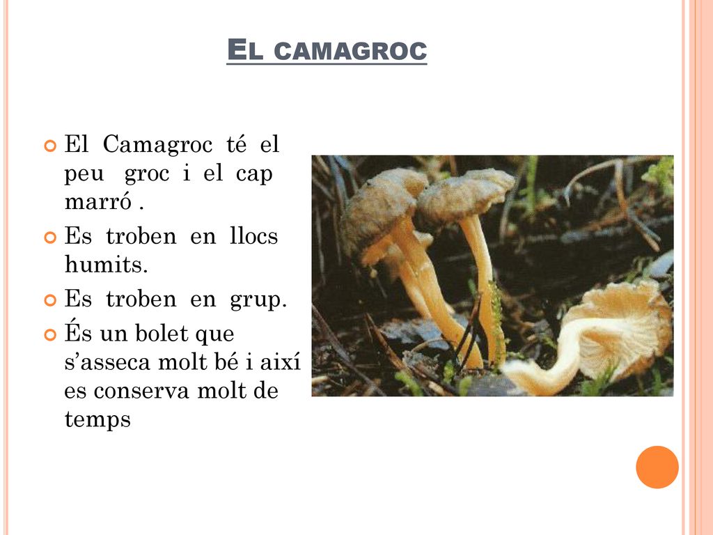 El camagroc El Camagroc té el peu groc i el cap marró .