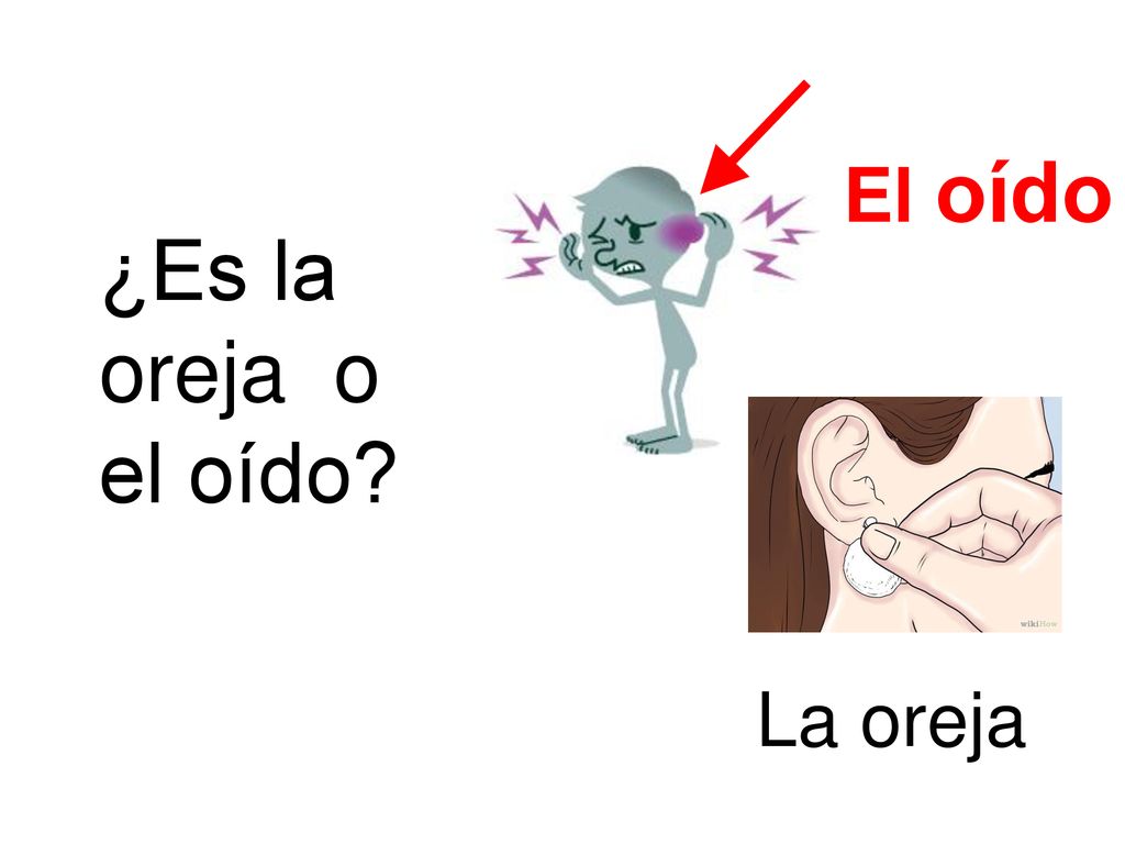 El oído ¿Es la oreja o el oído La oreja