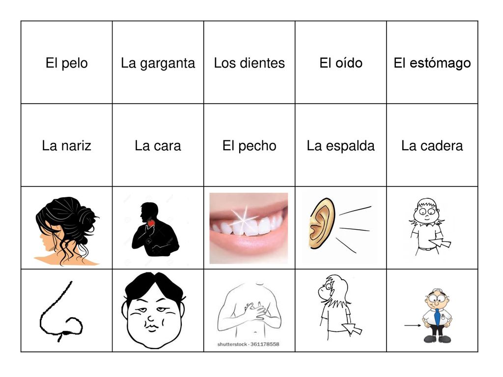 El pelo La garganta Los dientes El oído El estómago La nariz La cara El pecho La espalda La cadera