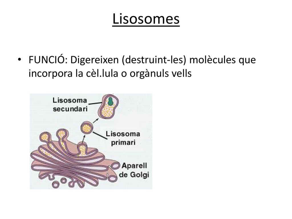 Lisosomes FUNCIÓ: Digereixen (destruint-les) molècules que incorpora la cèl.lula o orgànuls vells