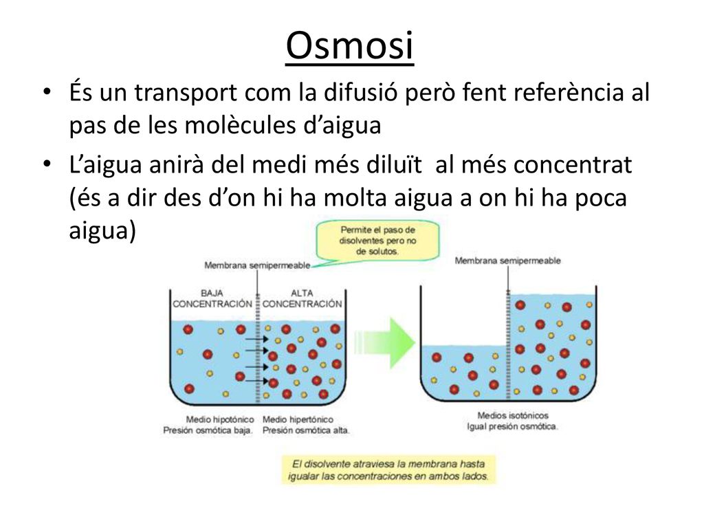 Osmosi És un transport com la difusió però fent referència al pas de les molècules d’aigua.