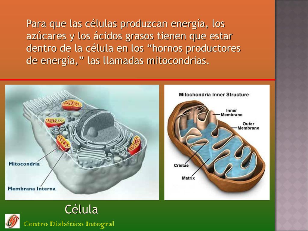 Para que las células produzcan energía, los azúcares y los ácidos grasos tienen que estar dentro de la célula en los hornos productores de energía, las llamadas mitocondrias.