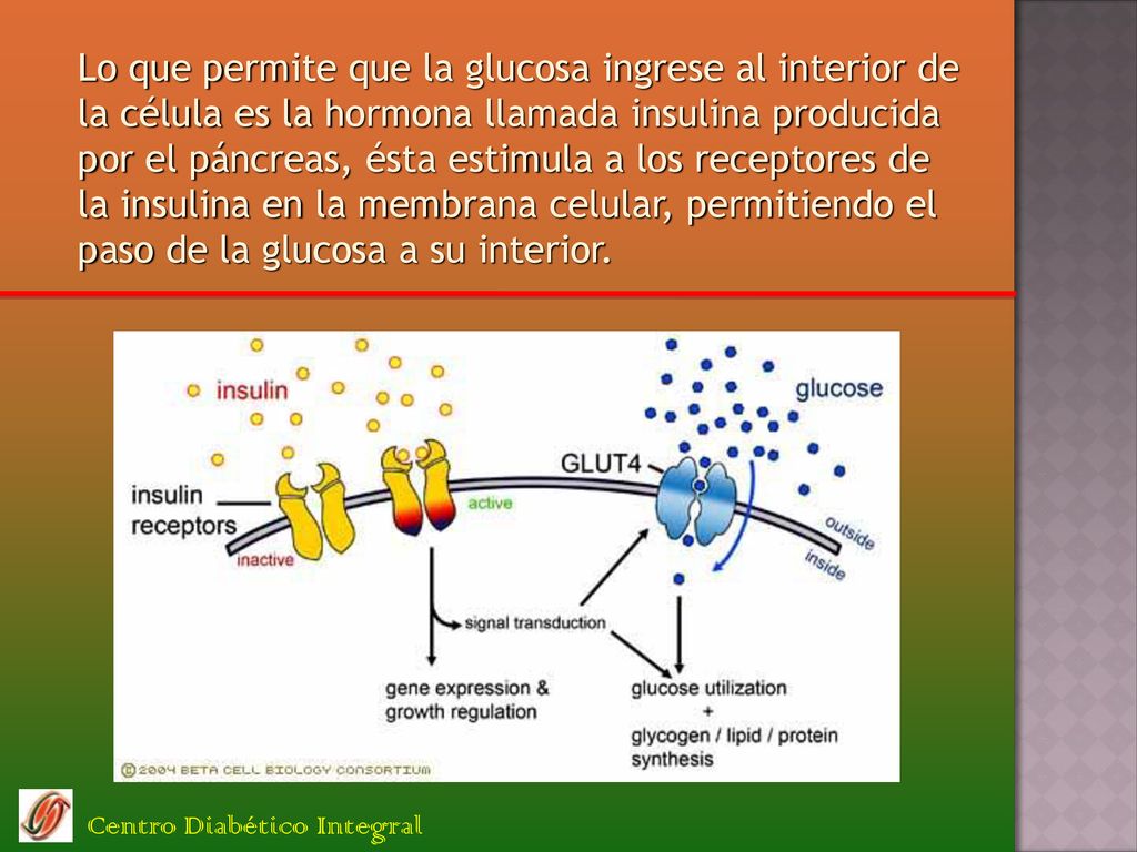 Lo que permite que la glucosa ingrese al interior de la célula es la hormona llamada insulina producida por el páncreas, ésta estimula a los receptores de la insulina en la membrana celular, permitiendo el paso de la glucosa a su interior.