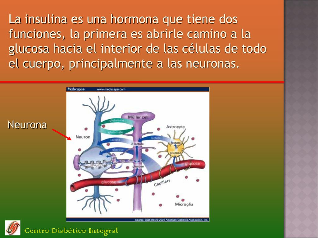 La insulina es una hormona que tiene dos funciones, la primera es abrirle camino a la glucosa hacia el interior de las células de todo el cuerpo, principalmente a las neuronas.