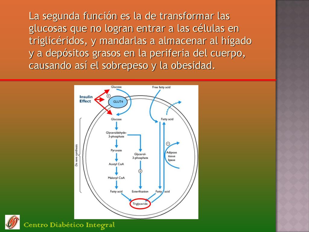 La segunda función es la de transformar las glucosas que no logran entrar a las células en triglicéridos, y mandarlas a almacenar al hígado y a depósitos grasos en la periferia del cuerpo, causando así el sobrepeso y la obesidad.