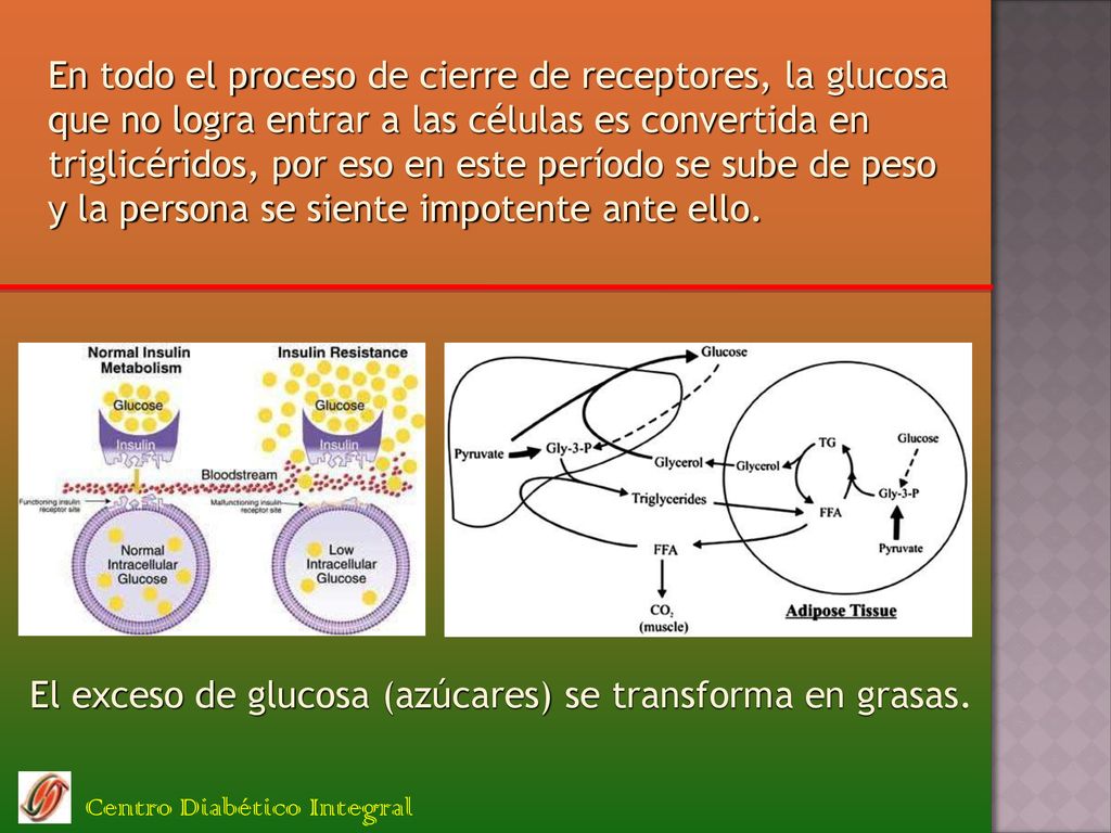 El exceso de glucosa (azúcares) se transforma en grasas.