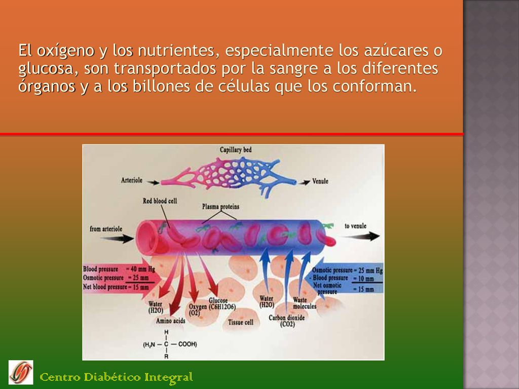 El oxígeno y los nutrientes, especialmente los azúcares o glucosa, son transportados por la sangre a los diferentes órganos y a los billones de células que los conforman.