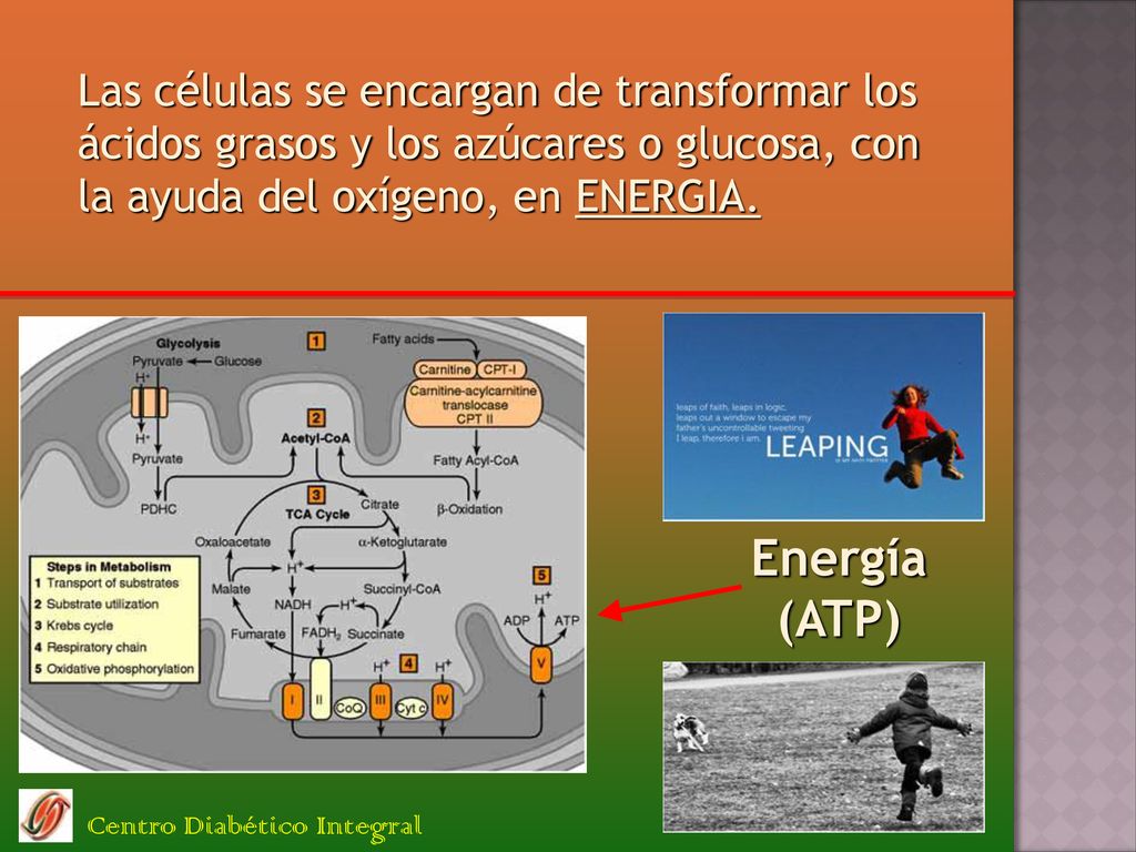 Las células se encargan de transformar los ácidos grasos y los azúcares o glucosa, con la ayuda del oxígeno, en ENERGIA.